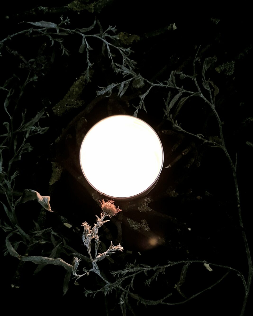 Full Moon November, digital image for Lunascope Newsletter 2018